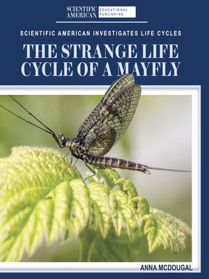 cover image of The Strange Life Cycle of a Mayfly